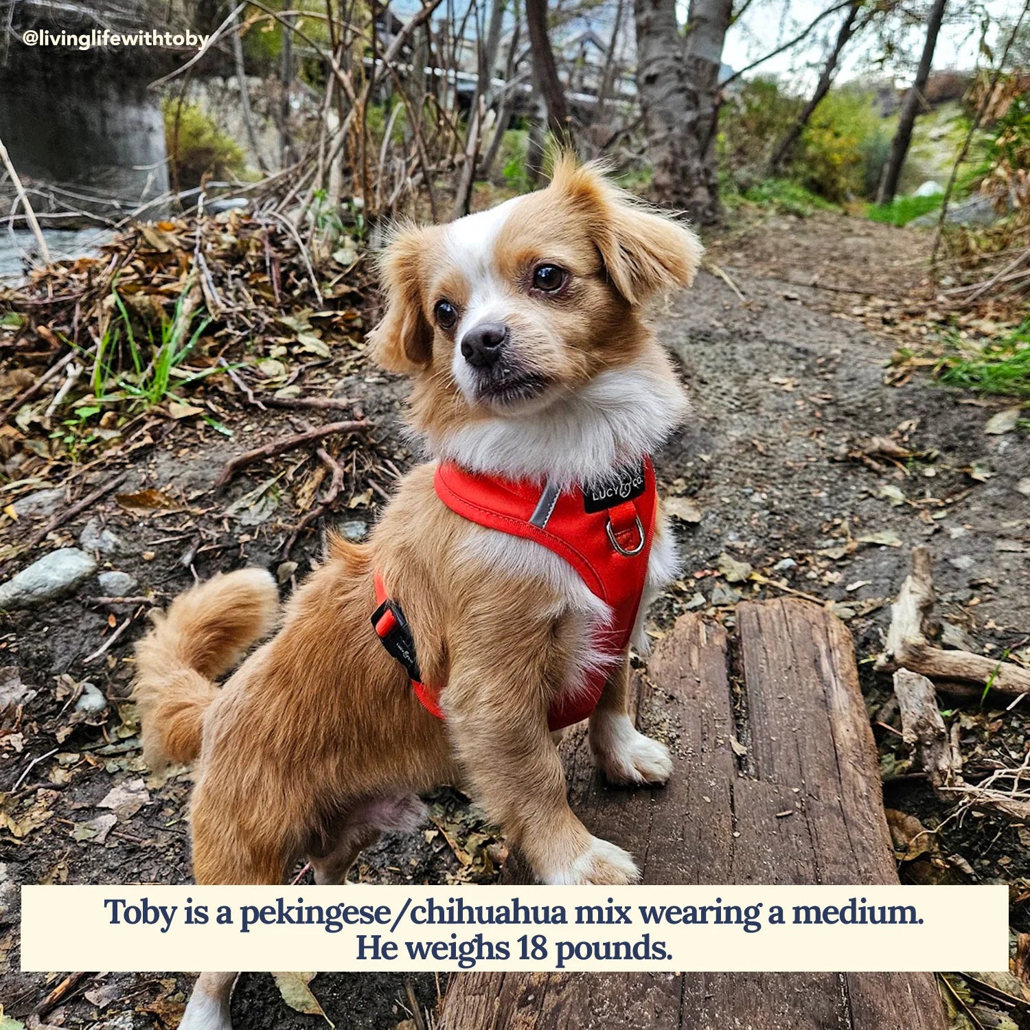 The Cherry Red No-Pull Harness