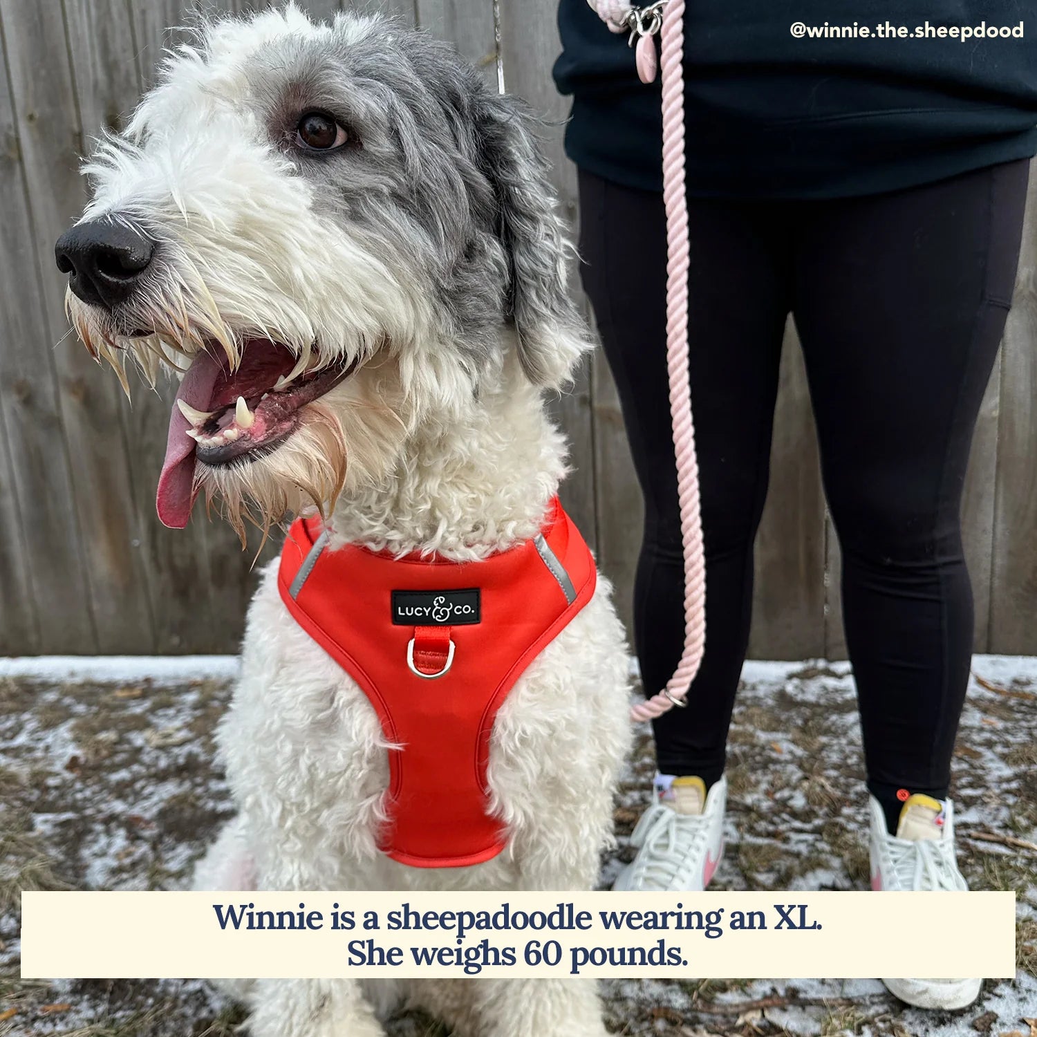 The Cherry Red No-Pull Harness