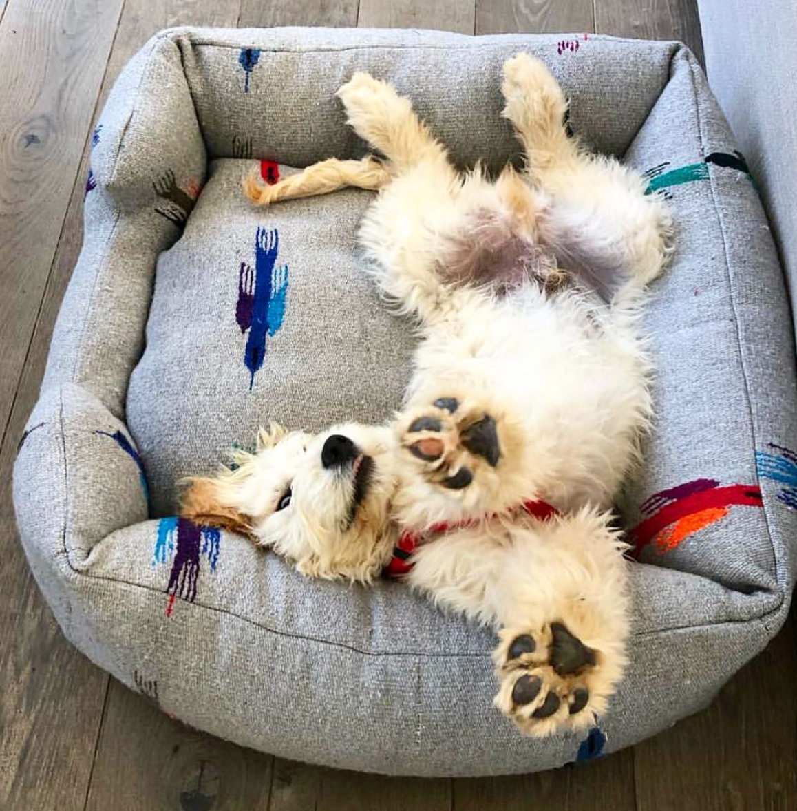 Thunderbird Bumper Bed - Grey