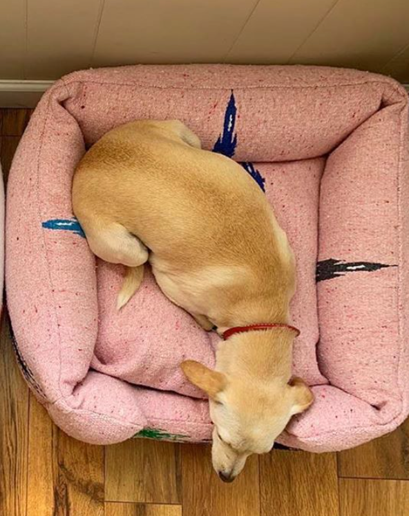 Thunderbird Bumper Bed - Pink