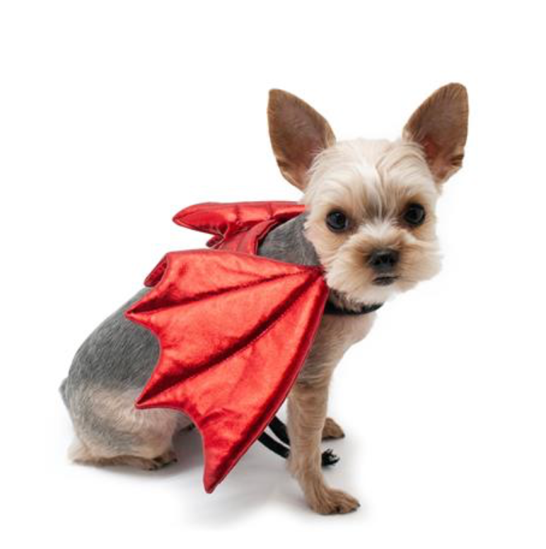 Dragon Wings Costume