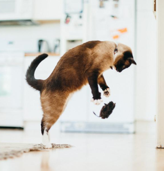 Catch a Meowse Cat Toy - 2pk