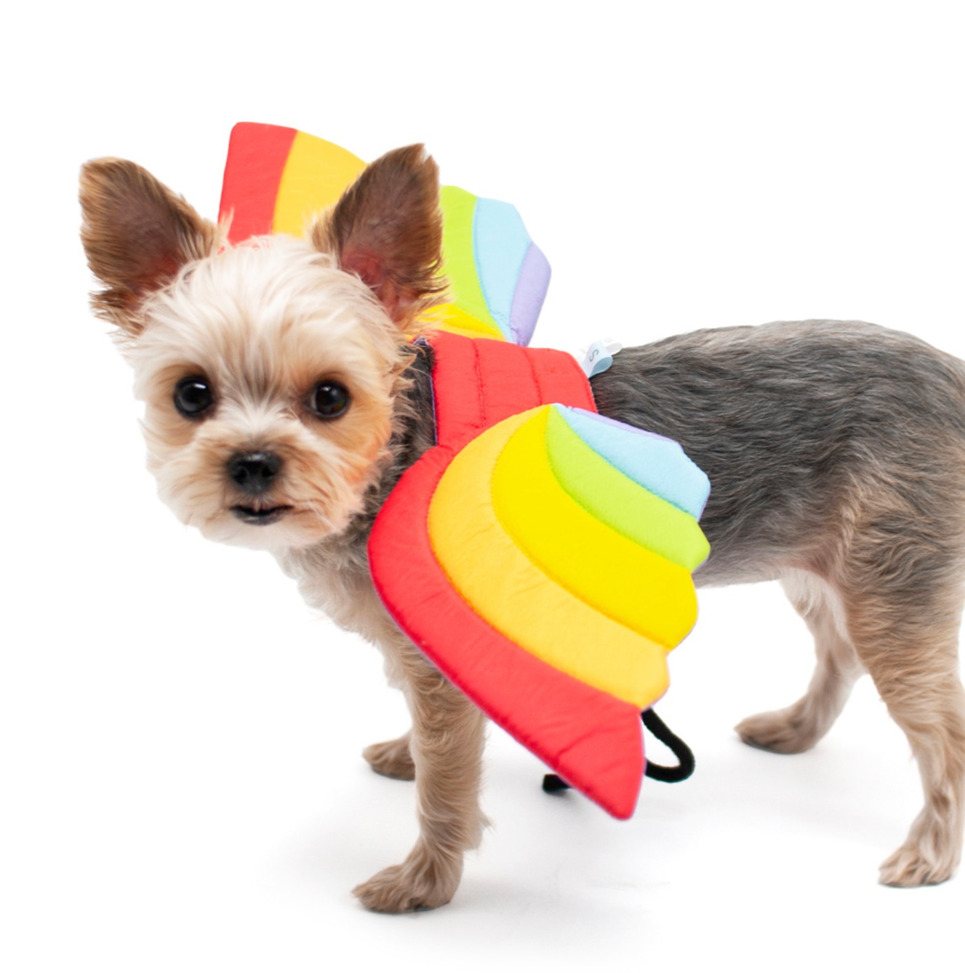 Rainbow Wings Costume