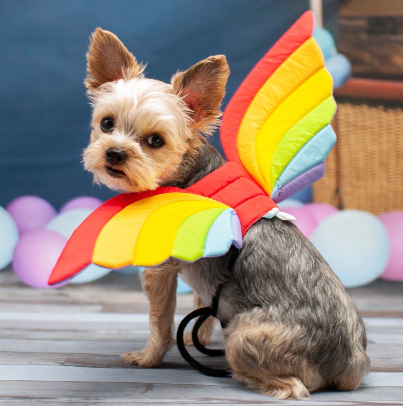 Rainbow Wings Costume