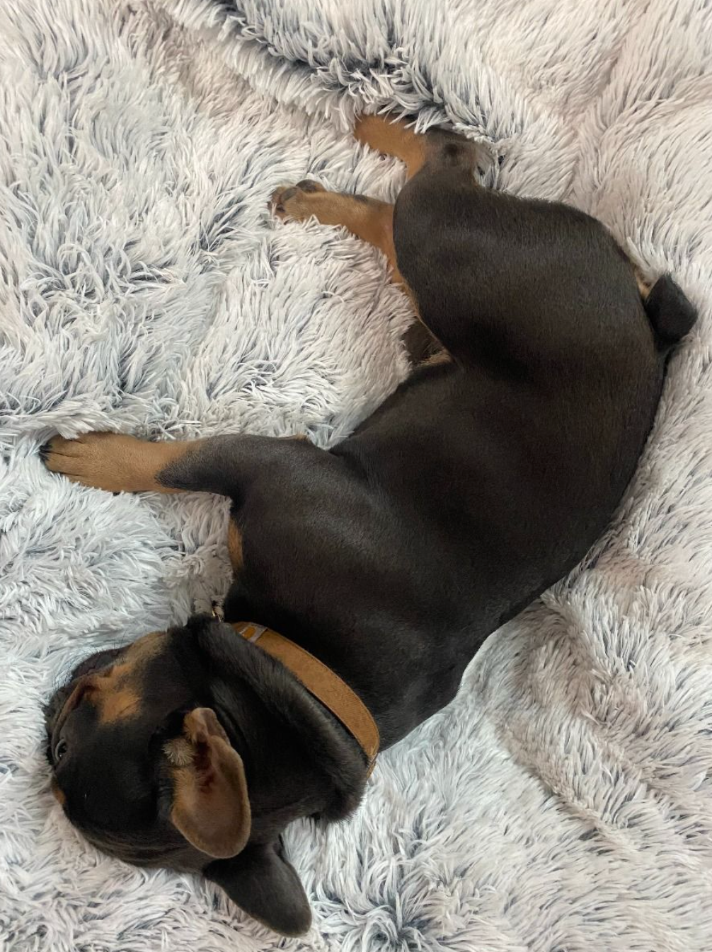 Grey Waterproof Plush Blanket