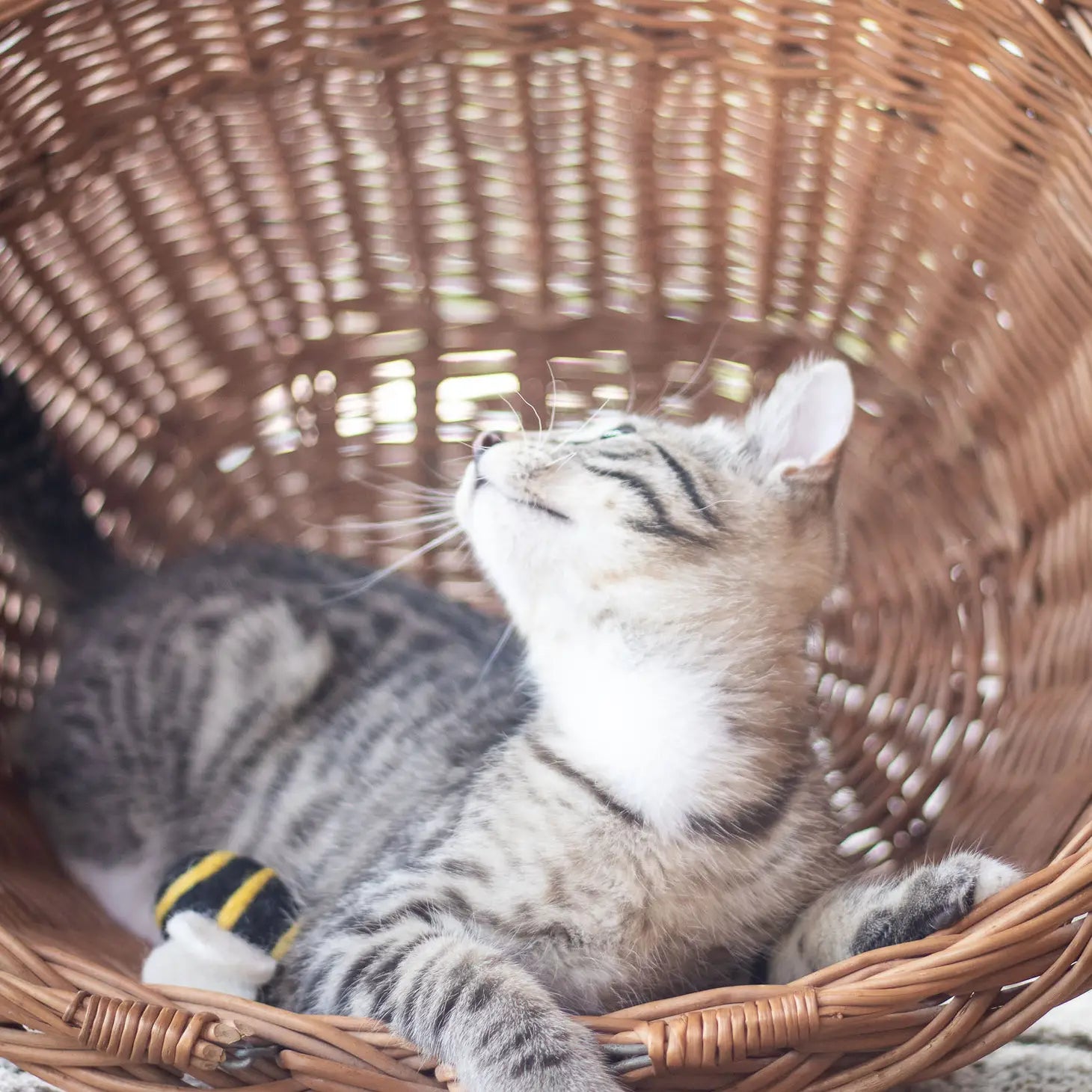 Bumble Bee Wool Cat Toy