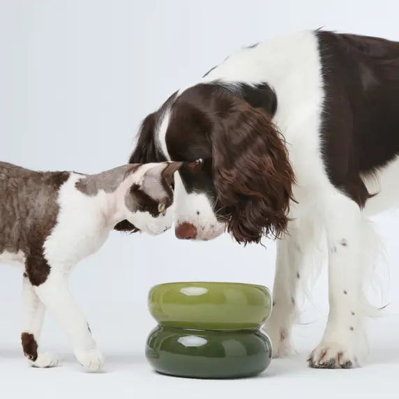 Soufflé Pet Bowl - Avocado Green