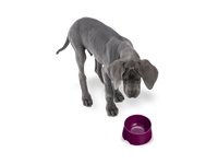 No-Slip Dog Feeding Water Bowl
