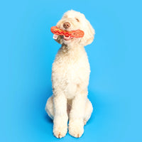 Hot Dog Nosework Toy