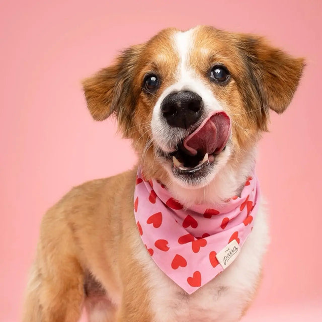 Red Hearts Bandana, 3 Sizes