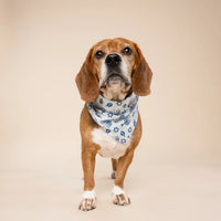 Hanukkah Dog Bandana