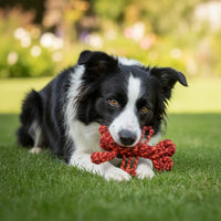 Louie the Lobster Rope Toy