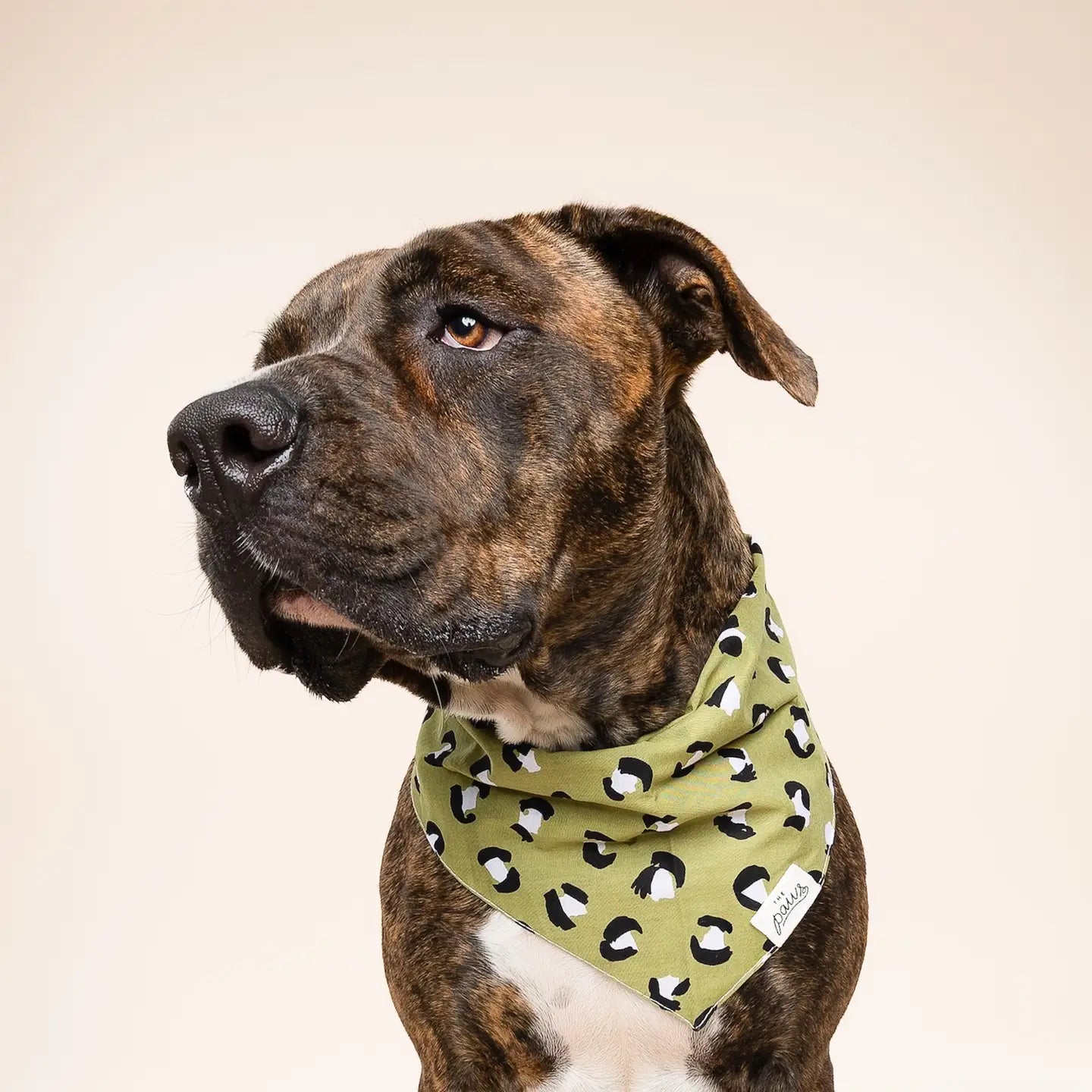 Olive Leopard Bandana, 3 Sizes