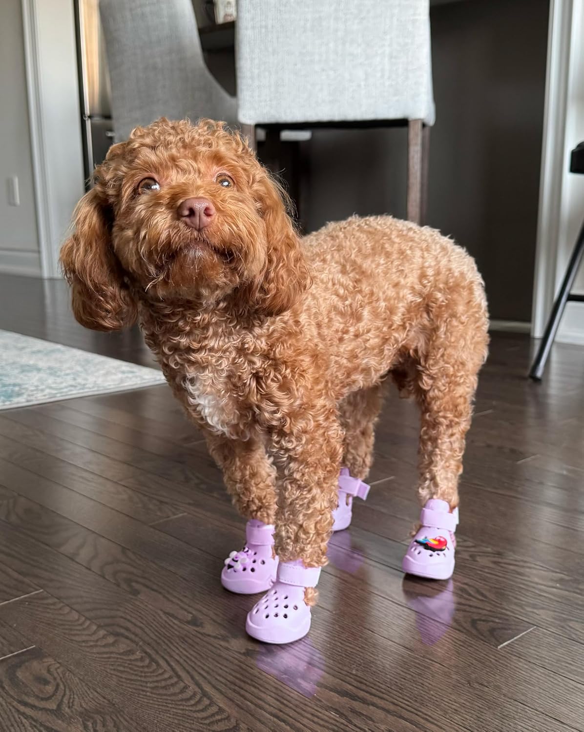 Lilac Silicone Hot Pavement Dog Shoes