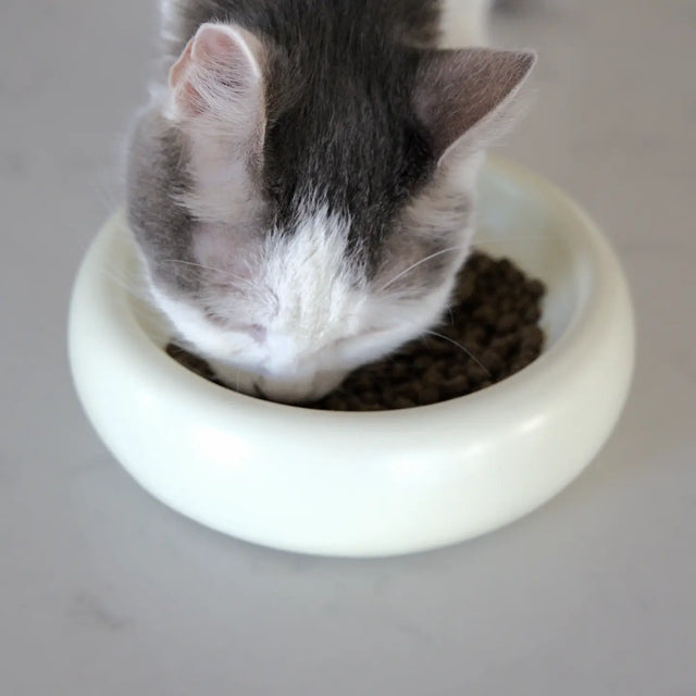 Ivory Halo Pet Bowl
