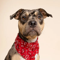 Red Paisley Bandana, 3 Sizes