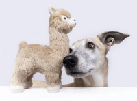 Inca Alpaca