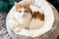 Donut Cuddler Bed, Ash Grey