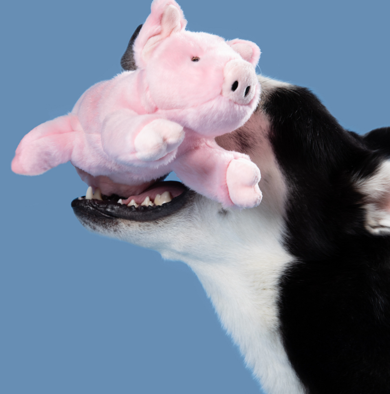 Petey Pig