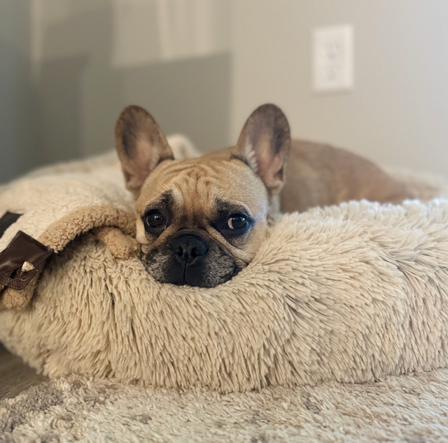 Cuddle Bed in Khaki Beige