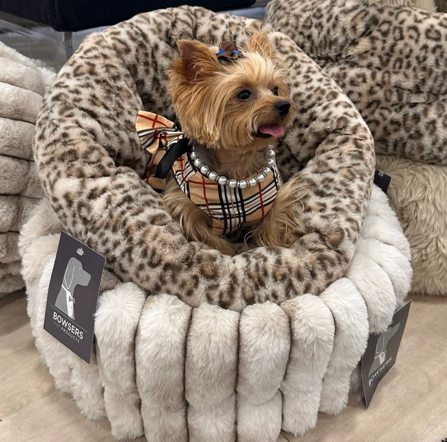 Muffy Cuddler, Leopard