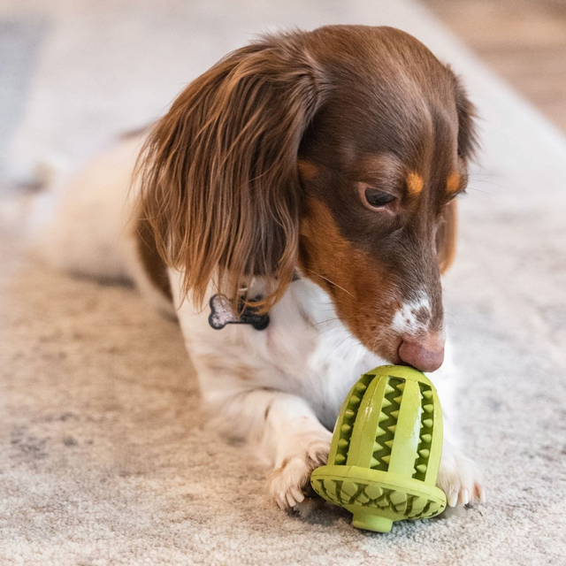 Antler & Acorn Enrichment Toy, Small