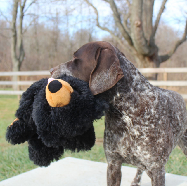 Stuffless Black Bear Dog Toy