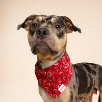 Red Paisley Bandana, 3 Sizes