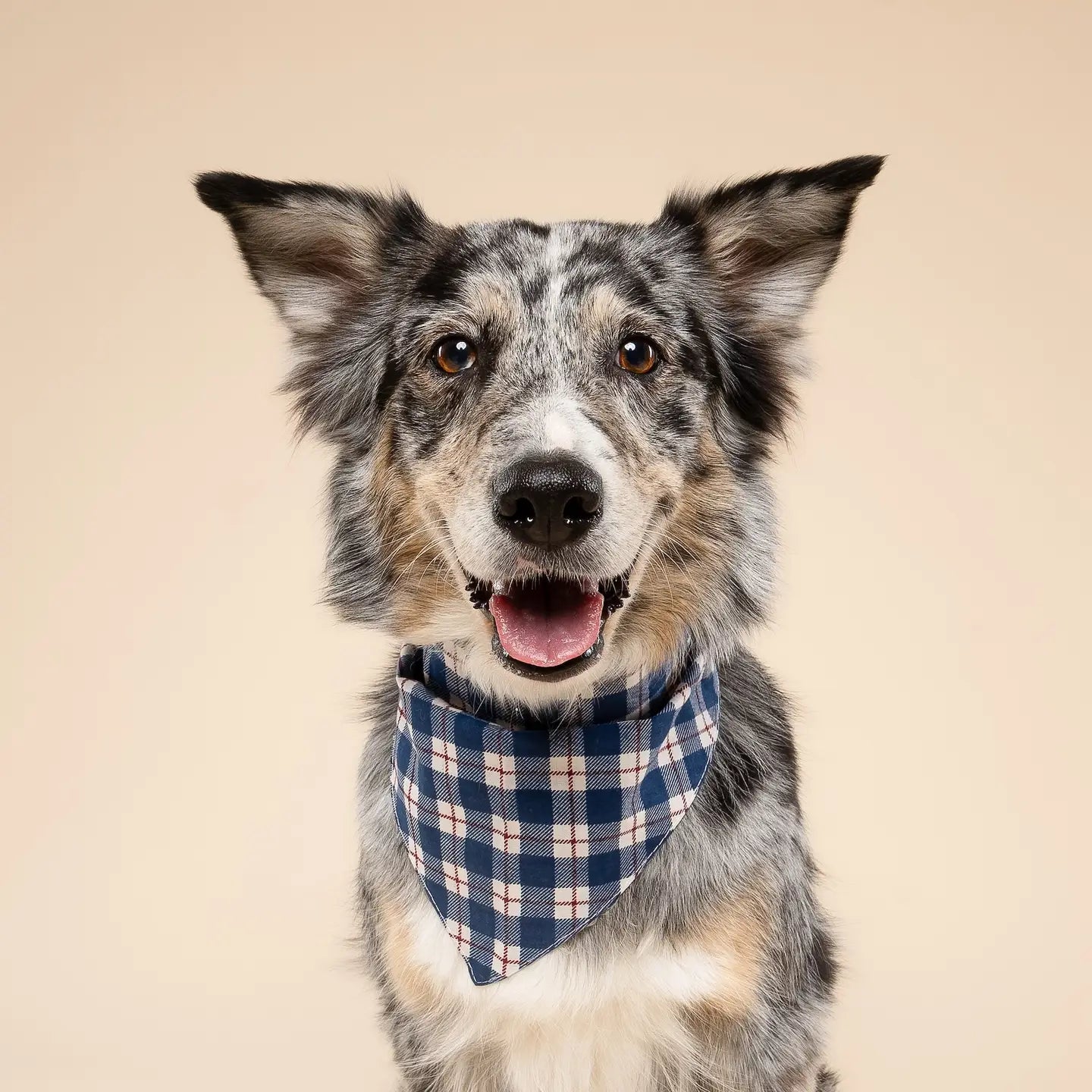 Blue Plaid Bandana, 3 Sizes