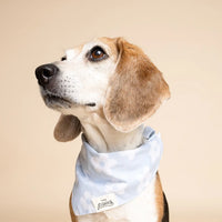 Daisy Blue Flower Bandana, 3 Sizes