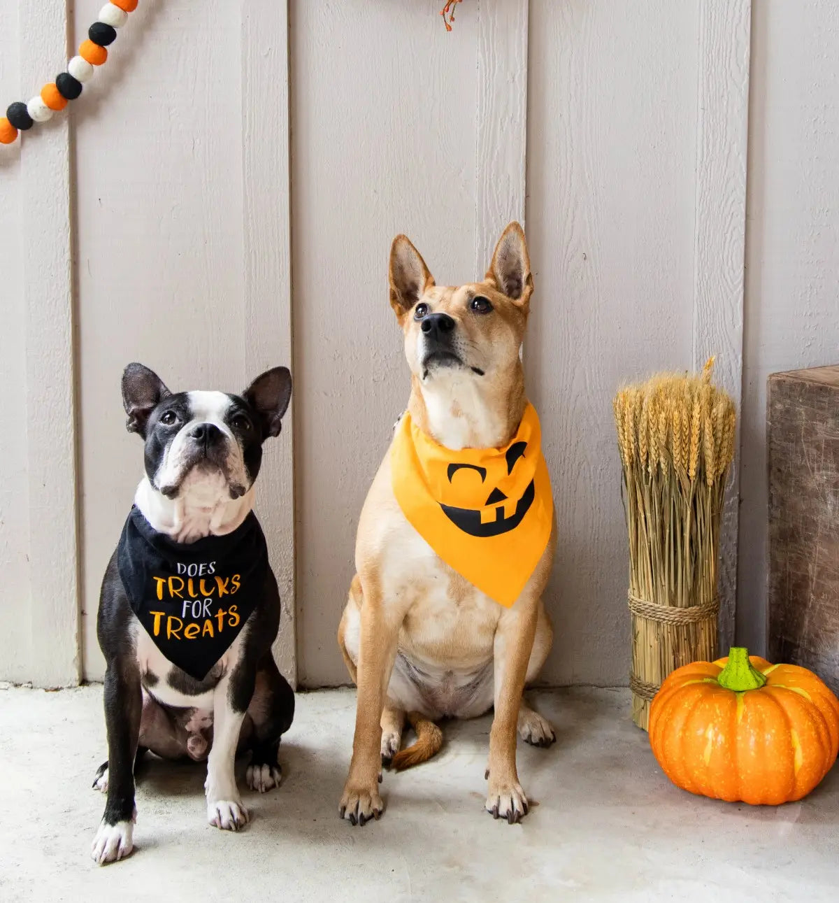 Pumpkin Bandana
