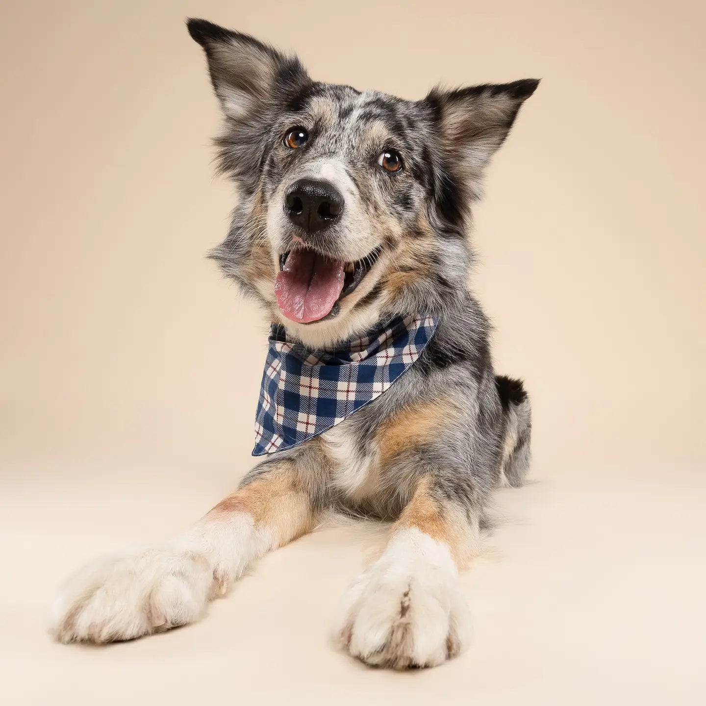 Blue Plaid Bandana, 3 Sizes
