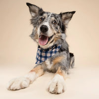 Blue Plaid Bandana, 3 Sizes
