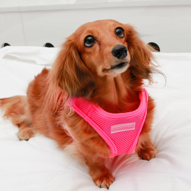 Puppia Neon Pink Soft Vest Dog Harness Step-in