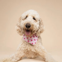 Pink Poppy Bandana, 3 Sizes