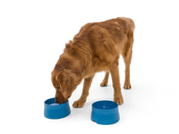 No-Slip Dog Feeding Water Bowl
