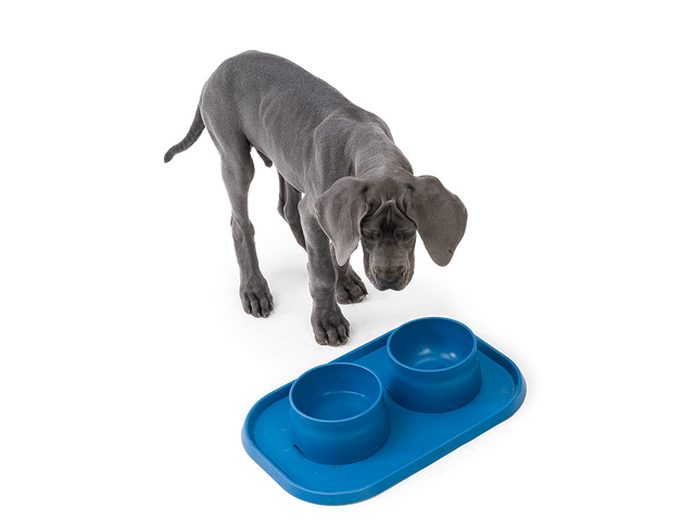 No Slip Dog Feeding Placemats