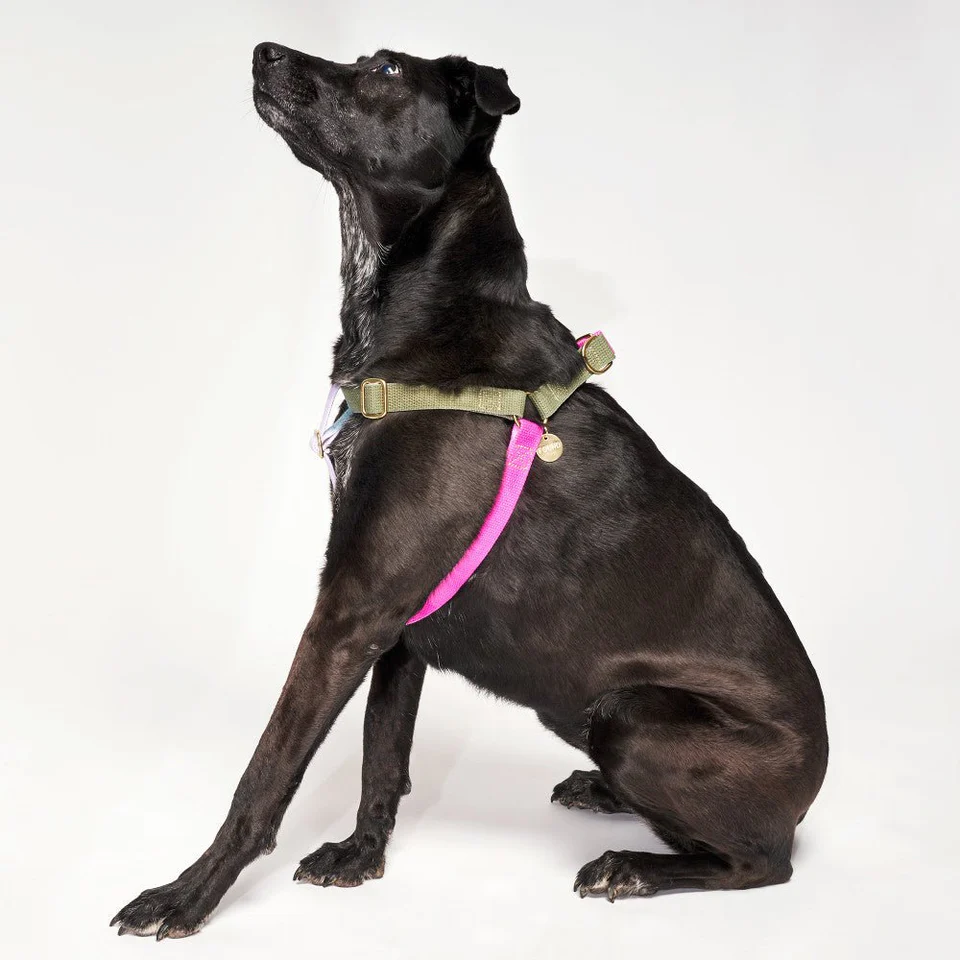 Found Classic Cotton Harness | Jolie