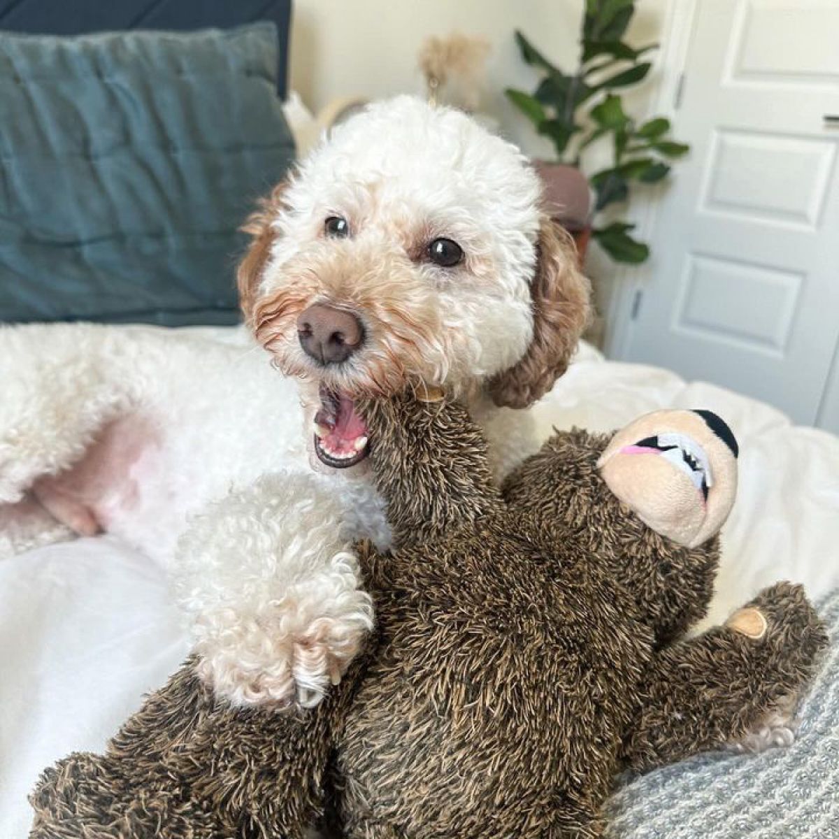 Grizzly Bear Plush Rope Toy