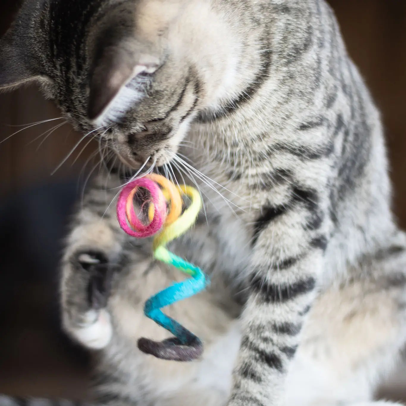Kitty Spring Wool Toy