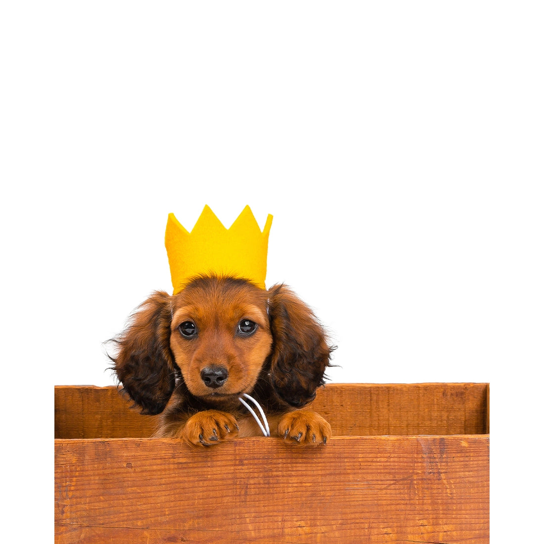 Party Beast Crown, Yellow