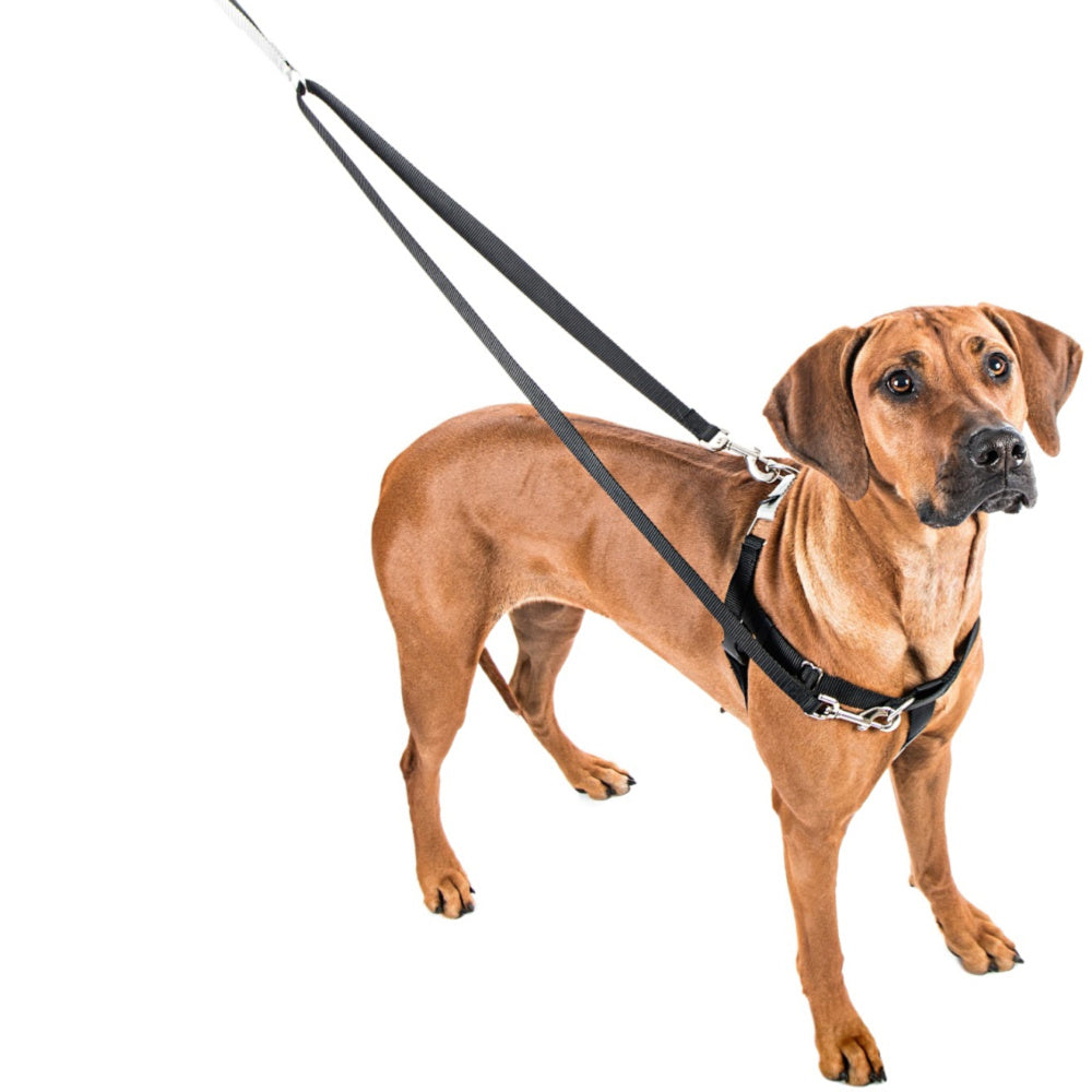 Jelly Bean Sugar Freedom Harness & Leash