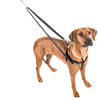Jelly Bean Sugar Freedom Harness & Leash