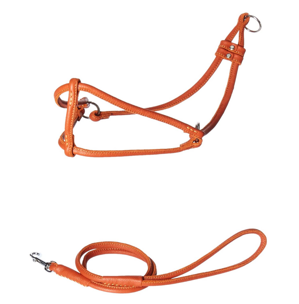 Rolled Leather Step In Harness Orange