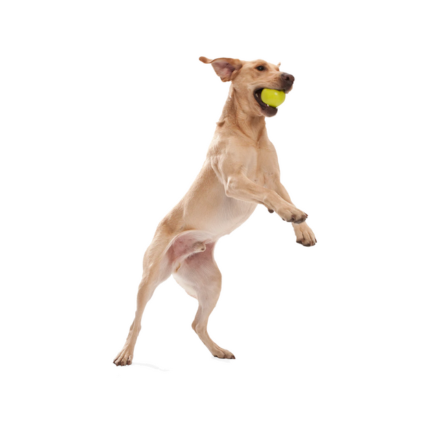 Jive Ball, 2 sizes