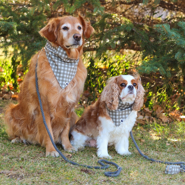 Rope Leash - Stone Grey